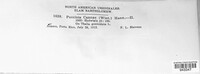 Puccinia cannae image